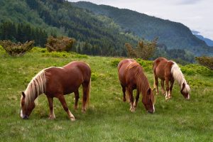 Three Nordic Horses Eating Grass