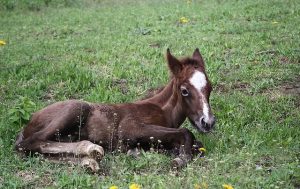 Baby Foal Horse Laying on the Grass
