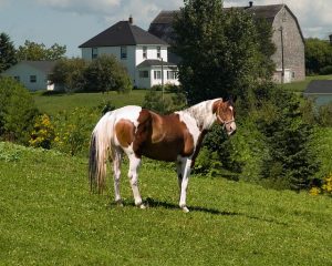 White and Brown Pinto Horse on a Hill 