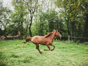 Brown Furred Horse Running in the Backyard