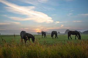 Black Friesian horses