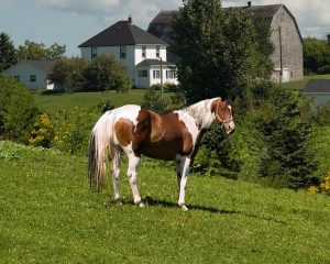 White and Brown Pinto Horse on a Hill