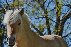 Blonde Horse of the Quarter Horse Breed