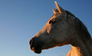 Horse Profile Portrait. White and Grey Fur.